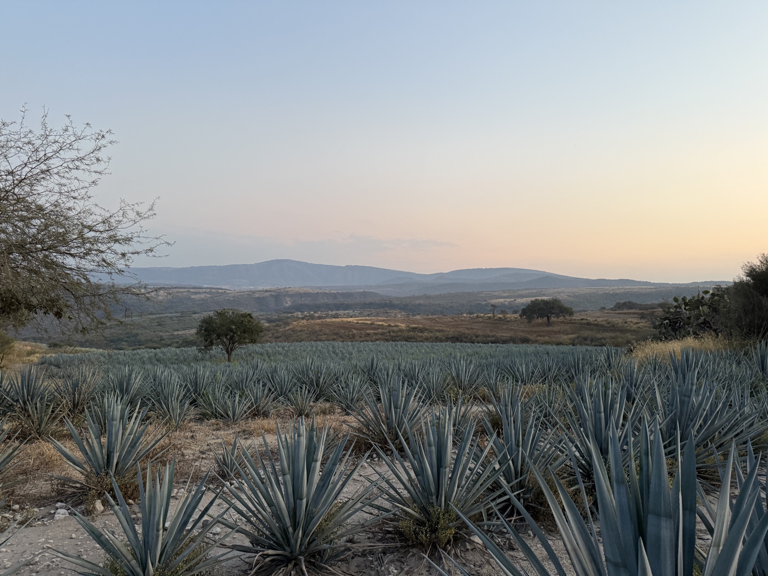 Rows of agave across an open landscape beneath a sunset sky